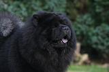 CHOW CHOW 785